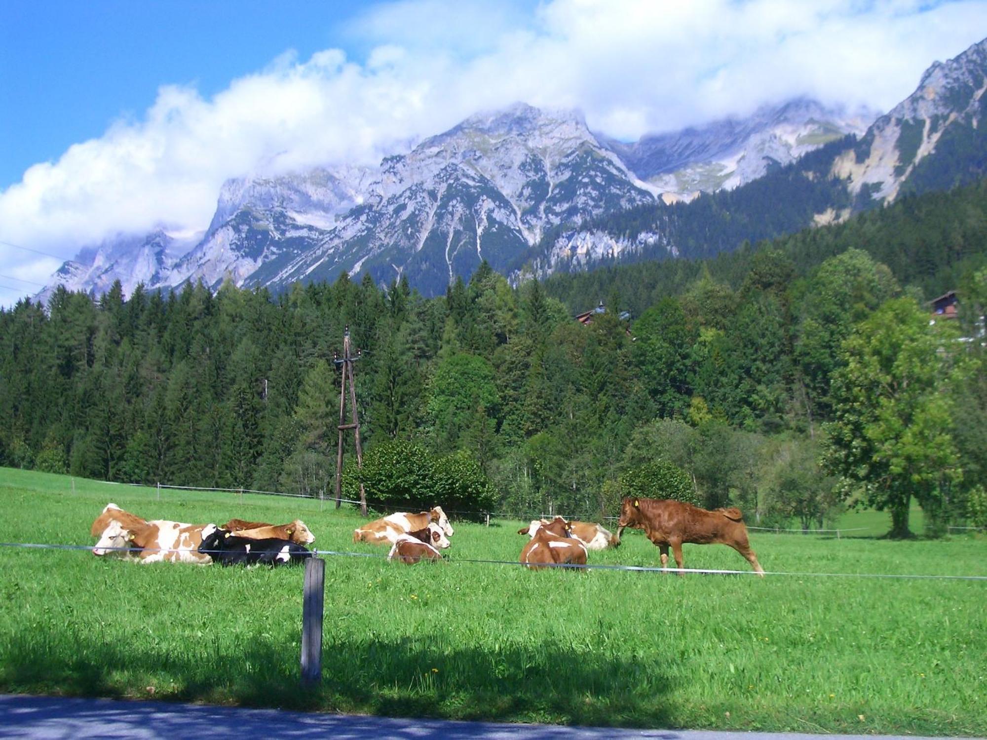 Haslehnerhof Villa Ramsau am Dachstein Dış mekan fotoğraf